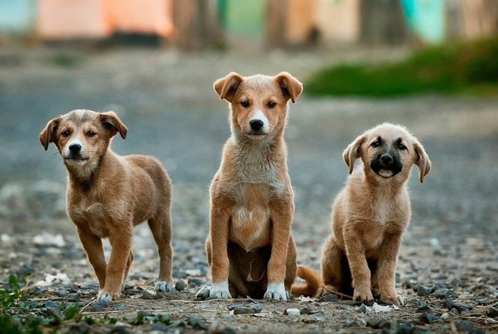 Polícia Civil apura denúncias de abandono de dois animais em Juiz de Fora