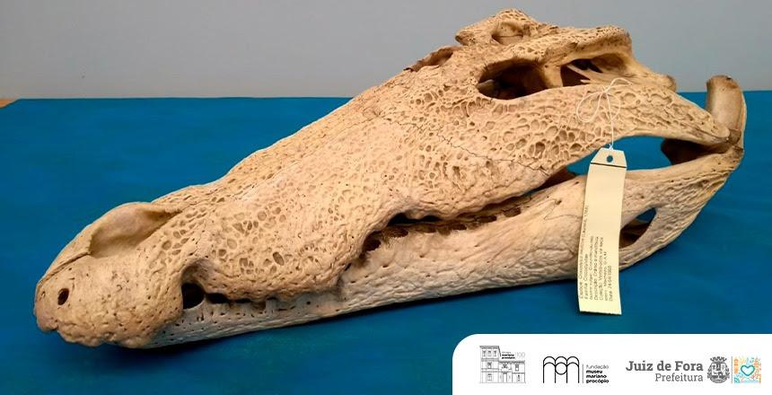 Série da Mapro apresenta crânios de hipópotamo e de crocodilo