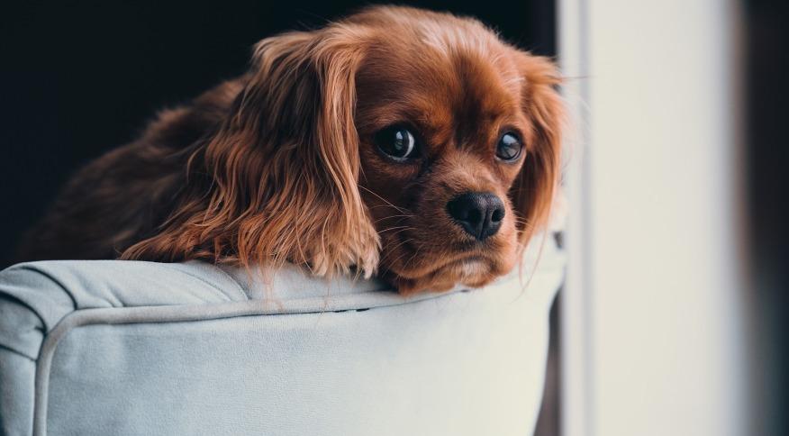 Entenda como dormir com seu animal de estimação pode afetar você