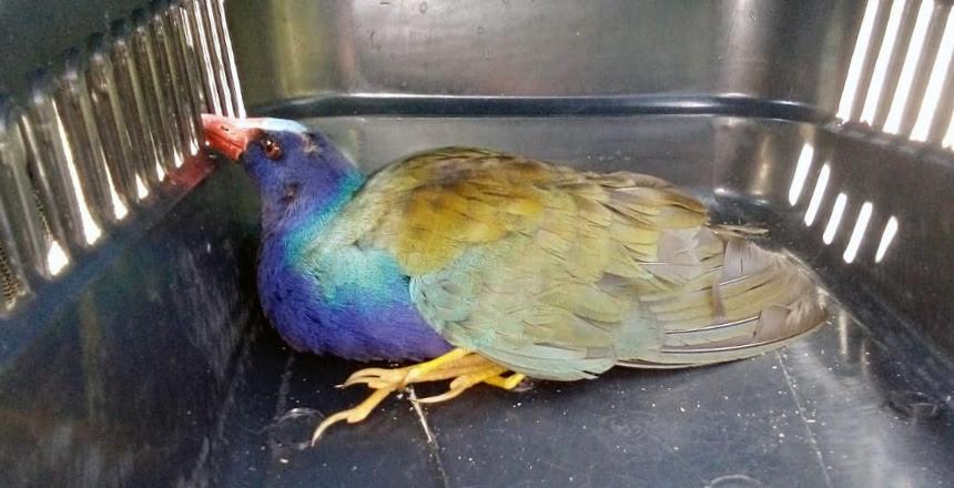 Guarda Municipal tem recorde de recolhimento de animais em outubro