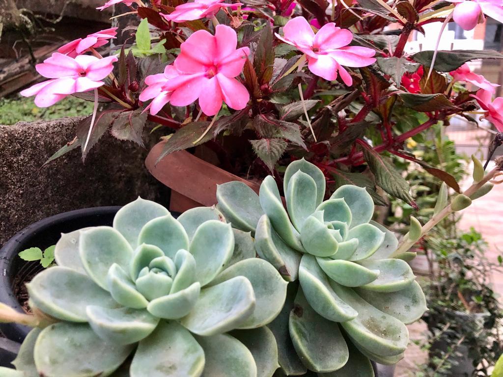 Matias Barbosa: Parque Represa Monte Alegre recebe evento de troca e doação de plantas