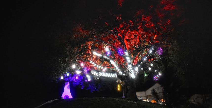 Árvore da Esperança, decorada por artesãs acauteladas, é iluminada no Mirante São Bernardo