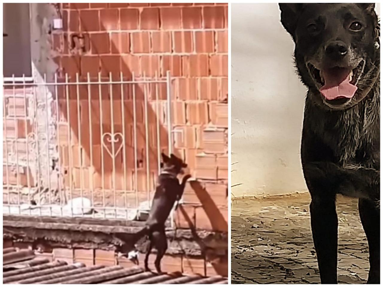 Cão em situação de maus-tratos é resgatado em Juiz de Fora