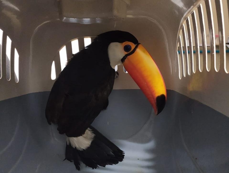 Departamento de Agricultura e Meio Ambiente encaminha animais silvestres ao Ibama