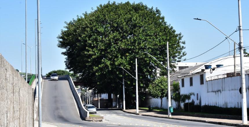PJF convida familiares das vítimas de Covid-19 para inauguração da Árvore da Vida