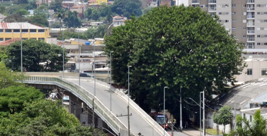 Programação de Natal da PJF começa com Árvore da Vida em homenagem às vítimas da Covid-19
