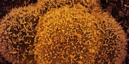 Três doses da vacina Pfizer neutralizam variante ômicron, diz empresa