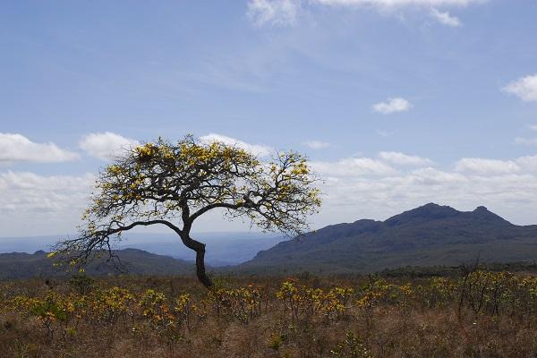 Ação integrada entre Minas e Espírito Santo protege mais de 200 espécies de fauna e flora