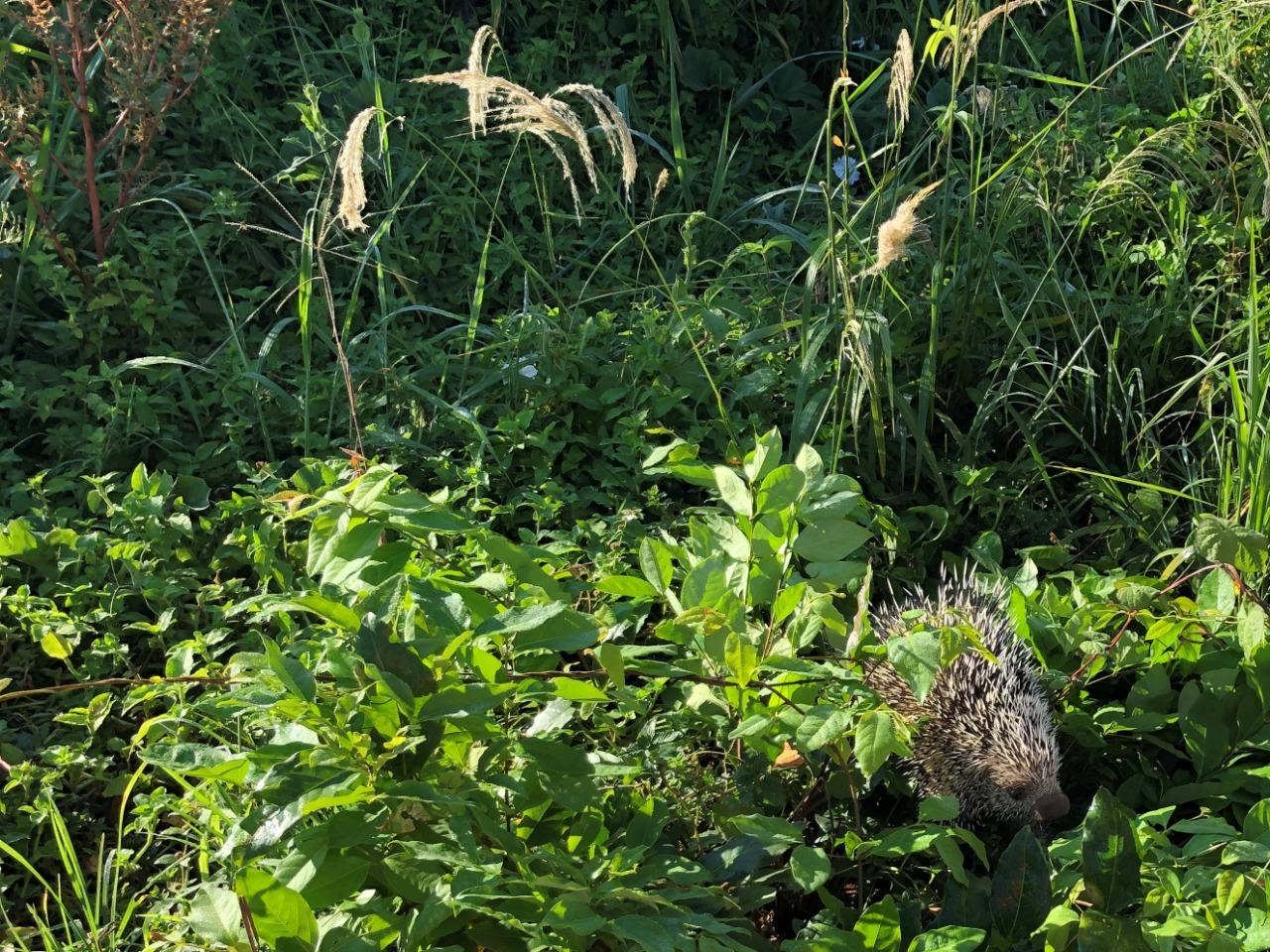 Bombeiros capturam ouriço-cacheiro no bairro São Benedito, em Conselheiro Lafaiete