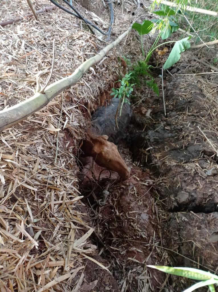Bombeiros de Conselheiro Lafaiete salvam cavalo no bairro Amaro Ribeiro