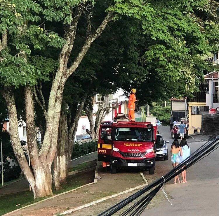 Gato é resgatado em um galho de árvore a 7 metros de altura em Barbacena