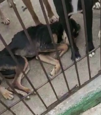 Polícia Civil apura denúncia de maus-tratos a animais no Canil Municipal de Juiz de Fora