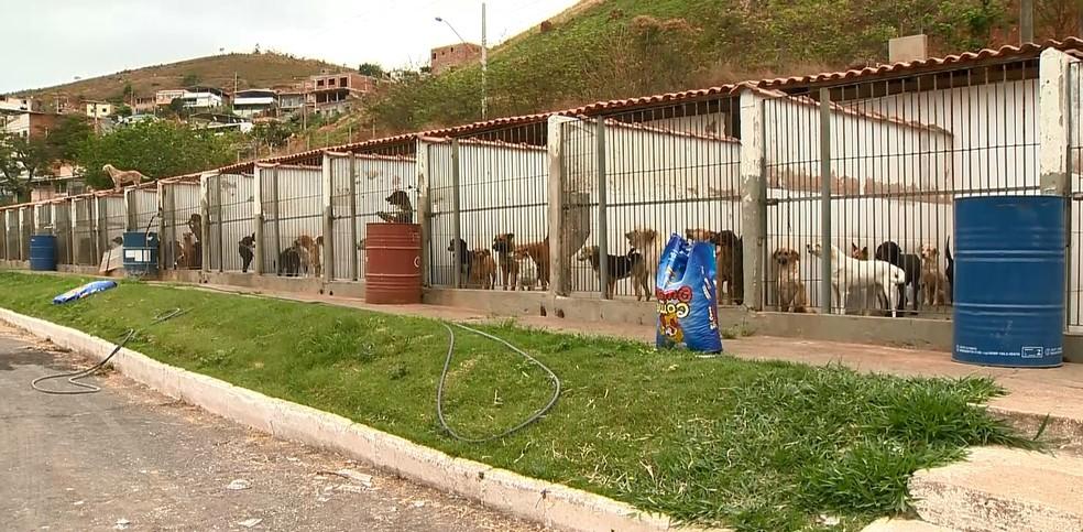 Vereadora Kátia Franco resgata animais do Canil Municipal por falta de atendimento e denuncia situação do espaço