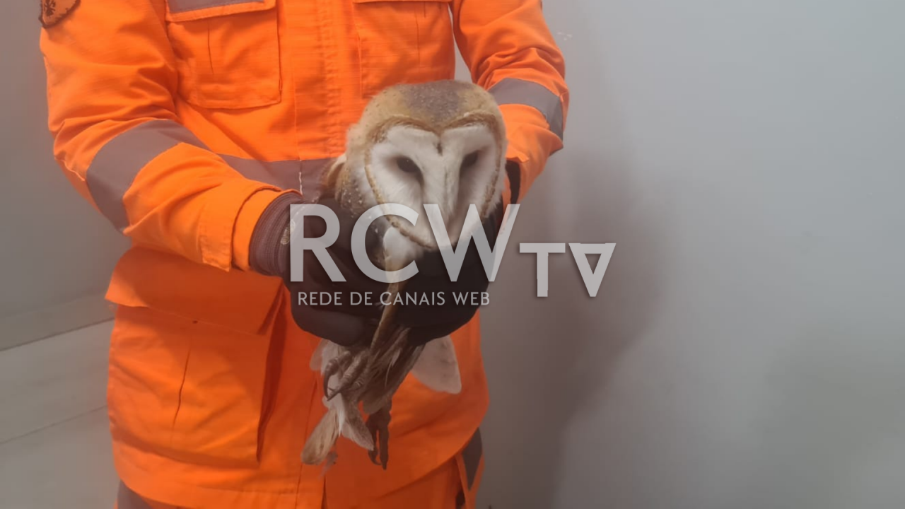 Coruja em risco é resgatada em Barbacena