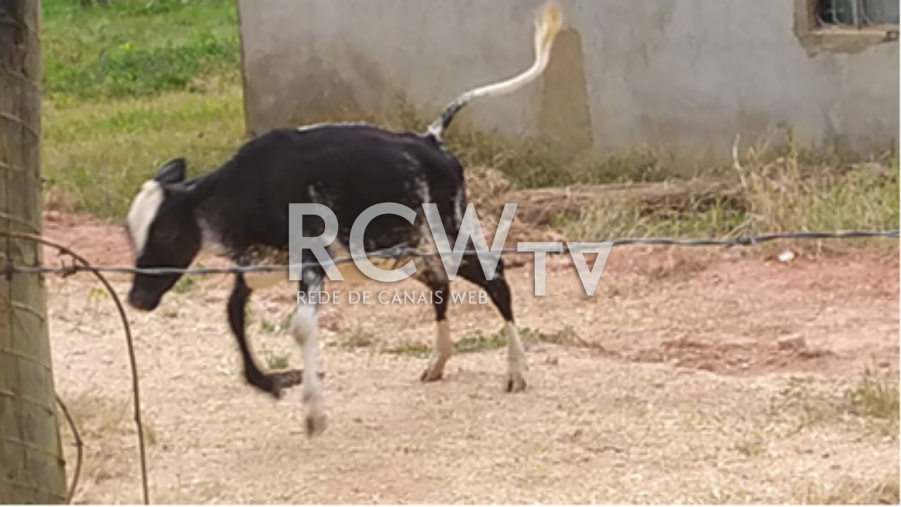 Gado é recuperado na Zona Rural de Ubá