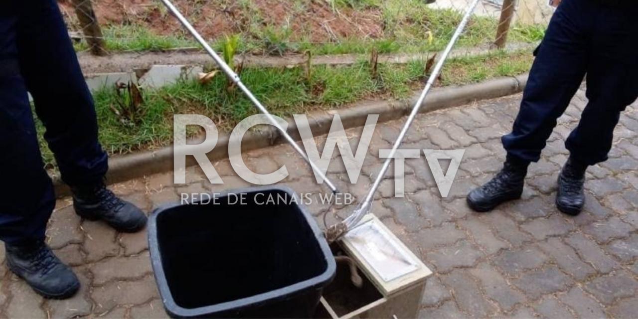 Guarda Municipal recolhe animal silvestre em residência no Vale da Serra