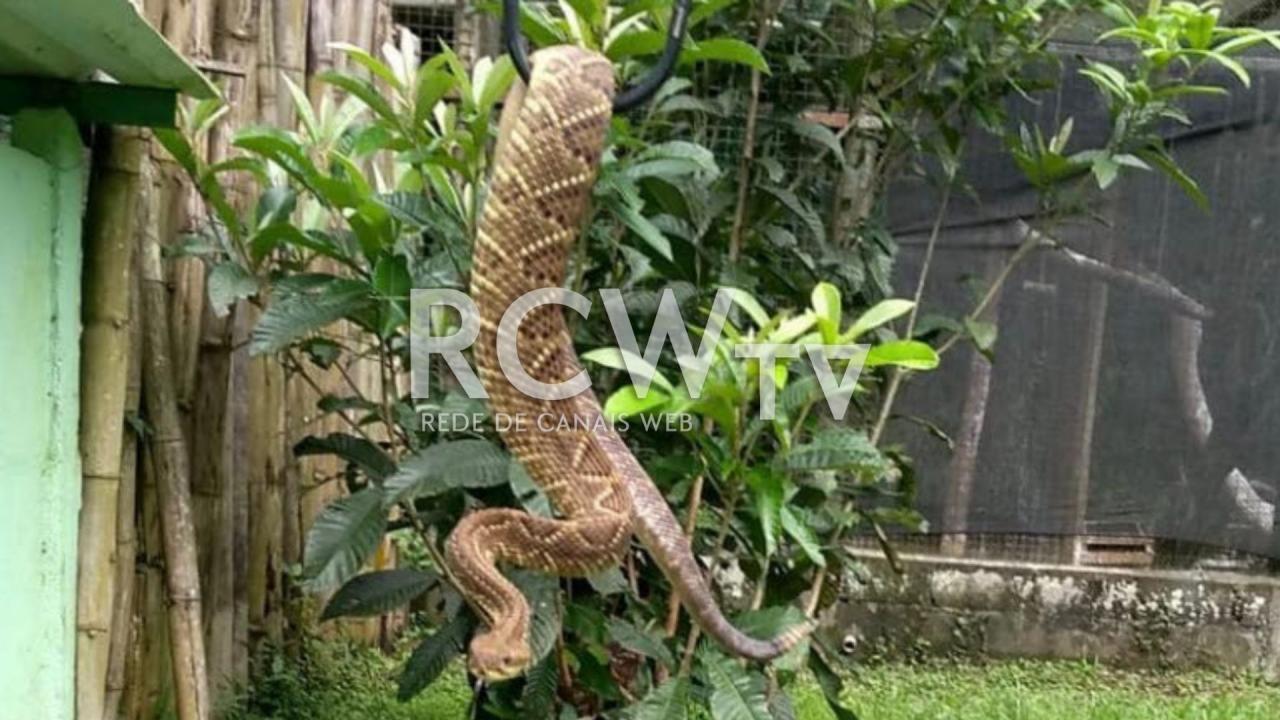 Guarda Municipal recolhe cobra no bairro Carlos Chagas