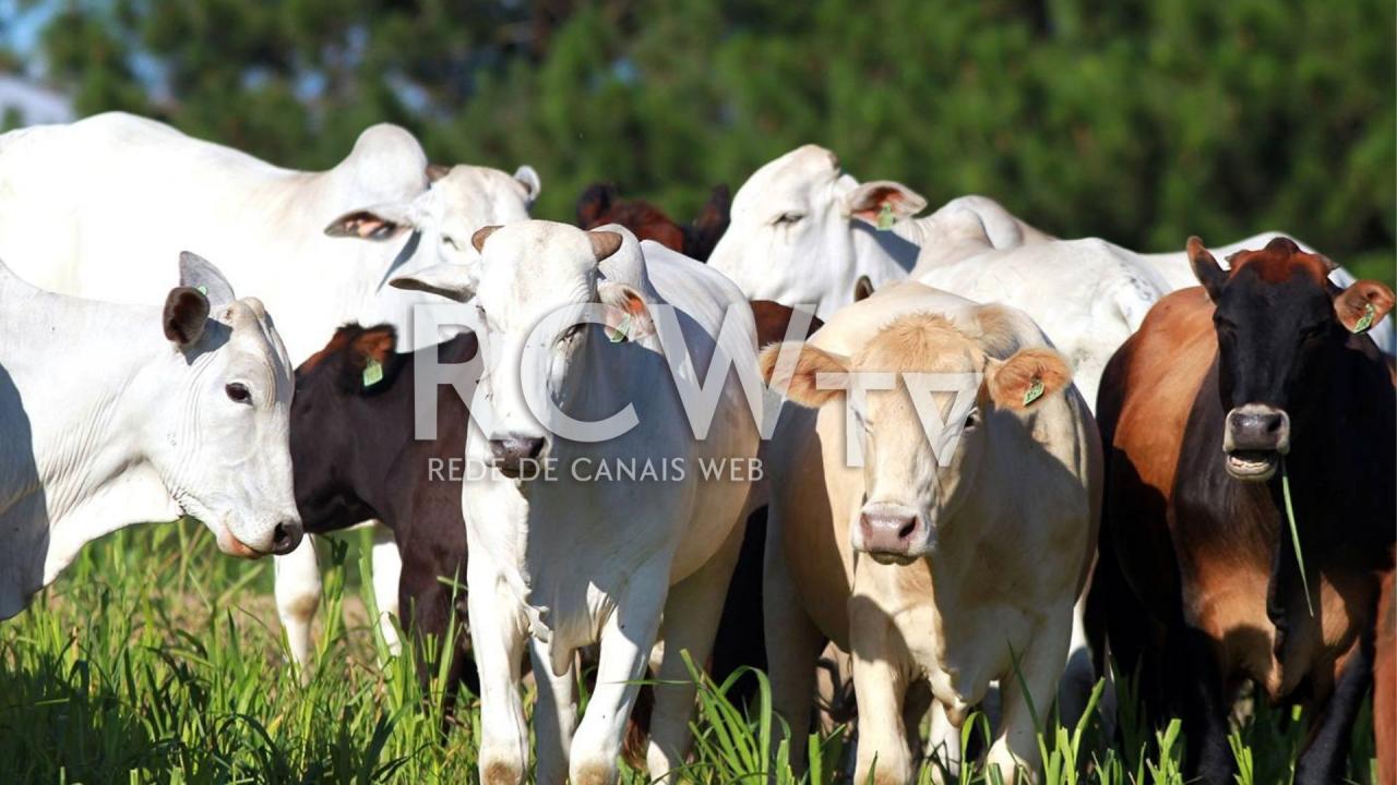 Operação combate sonegação fiscal no segmento de gado bovino