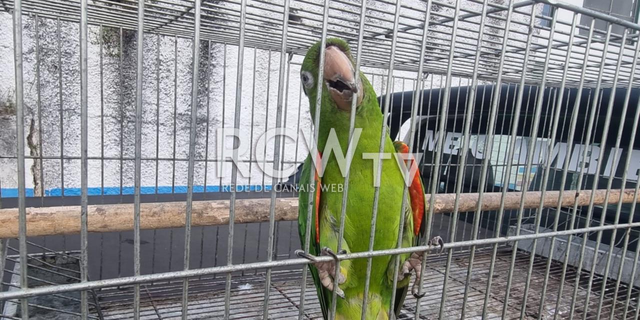 Polícia Militar Ambiental apreende duas aranhas caranguejeiras e uma maritaca no bairro Retiro