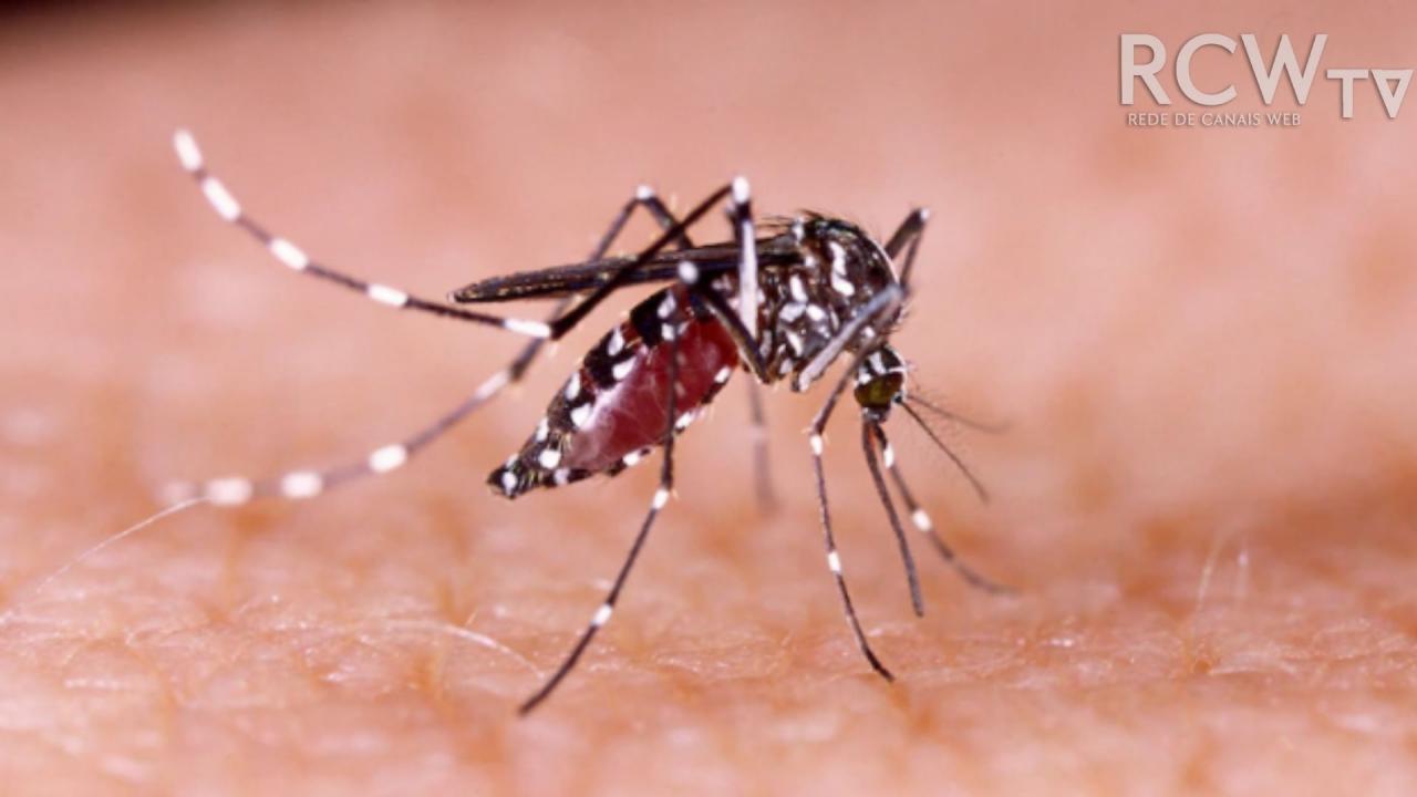Aedes: Saúde divulga resultados do primeiro Lira de 2022
