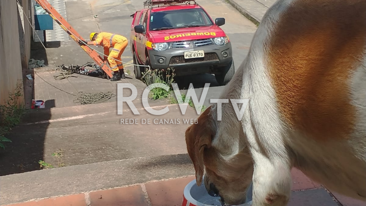 Cães são resgatados de lote vazio em Conselheiro Lafaiete