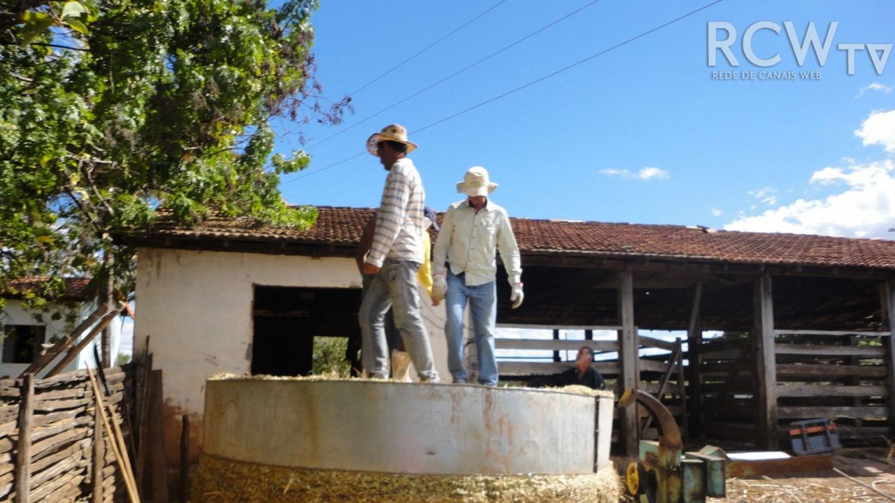 Silo cincho: opção de baixo custo para conservação de forragem na agricultura familiar