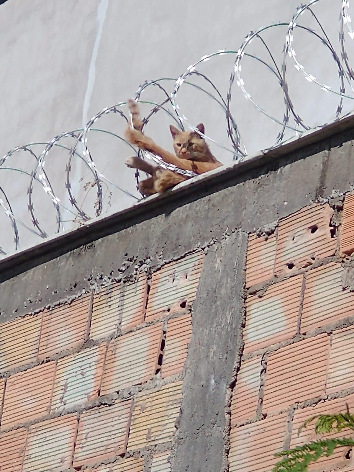 Bombeiros resgatam gato que ficou preso em cerca concertina, em Conselheiro Lafaiete