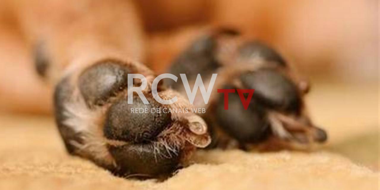 Crueldade animal: homem é preso após tentar matar cachorro com facadas