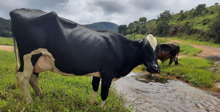 Torneios Leiteiros voltam a ser realizados em Juiz de Fora