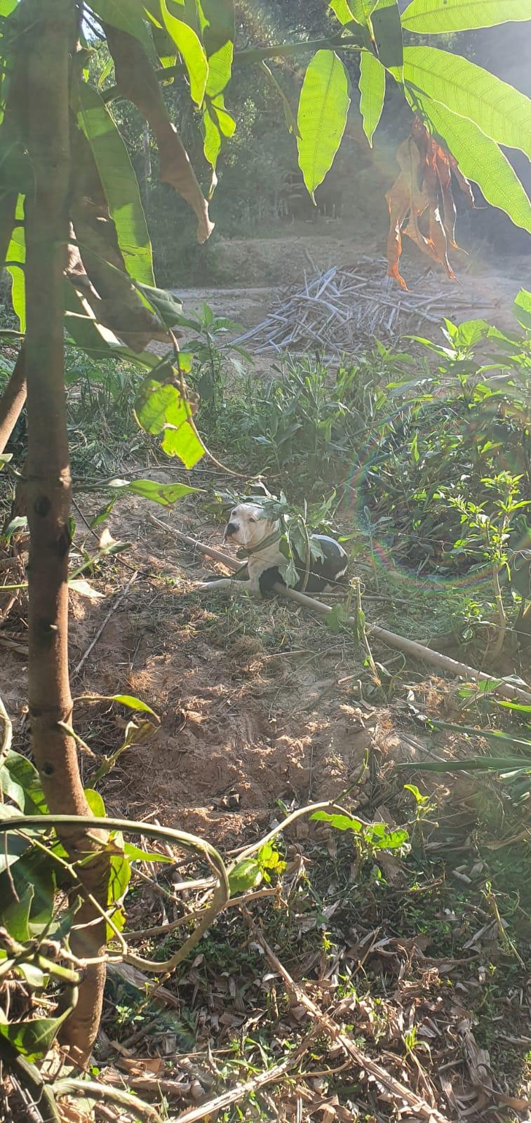Bombeiros de Barbacena realizam captura de Pitbull na cidade de Paiva