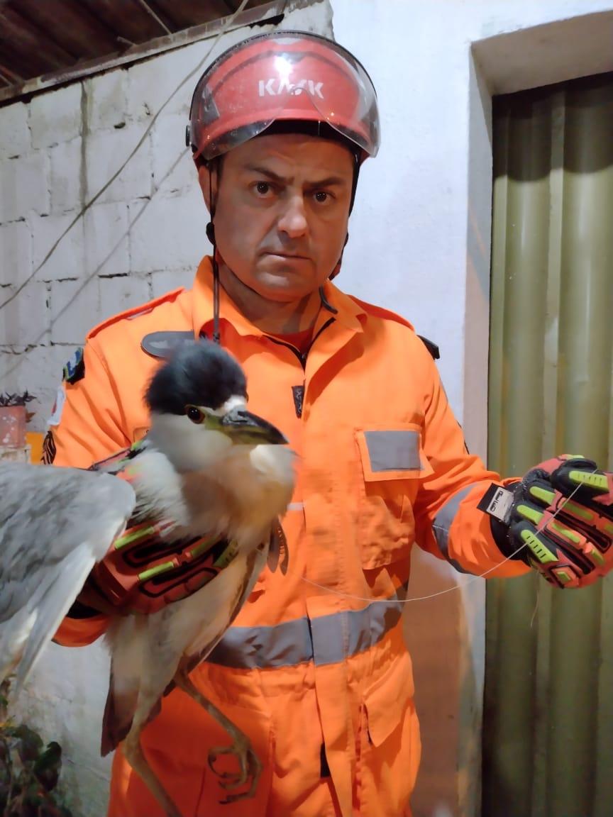 Bombeiros de Barbacena resgatam animal silvestre