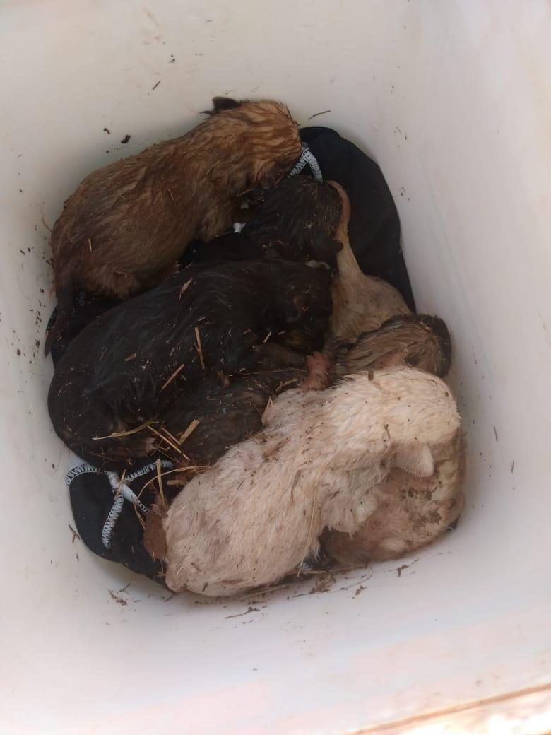 Filhotes de cachorro e pintinhos foram resgatados de incêndio em residência de Barbacena