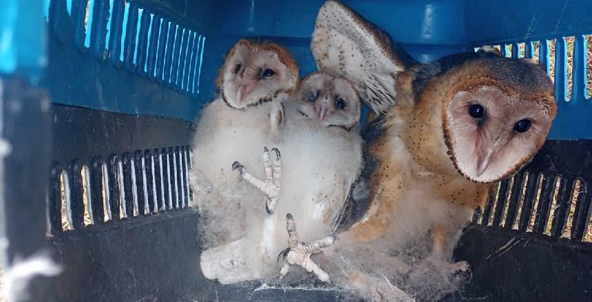 Guarda Municipal recolhe 368 animais silvestres em um ano