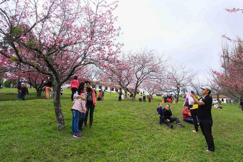 Sábado começa a 25ª edição do Festival das Cerejeira Bunkyos