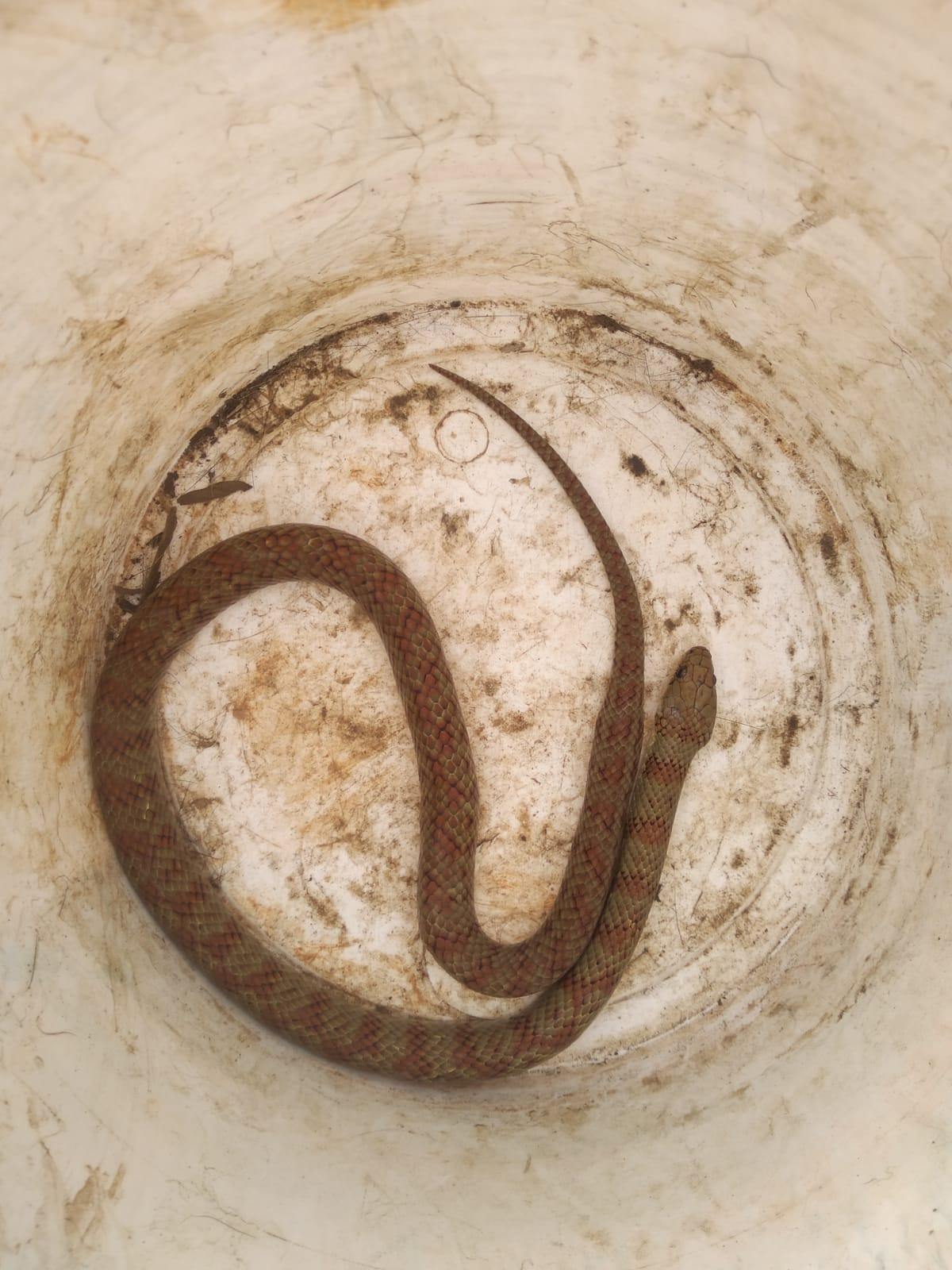 Bombeiros militares realizam captura de serpente em Conselheiro Lafaiete