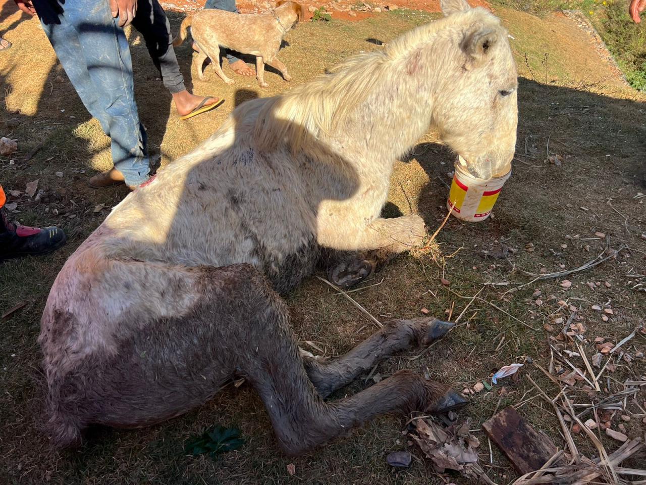 Bombeiros resgatam cavalo caído em área de atoleiro