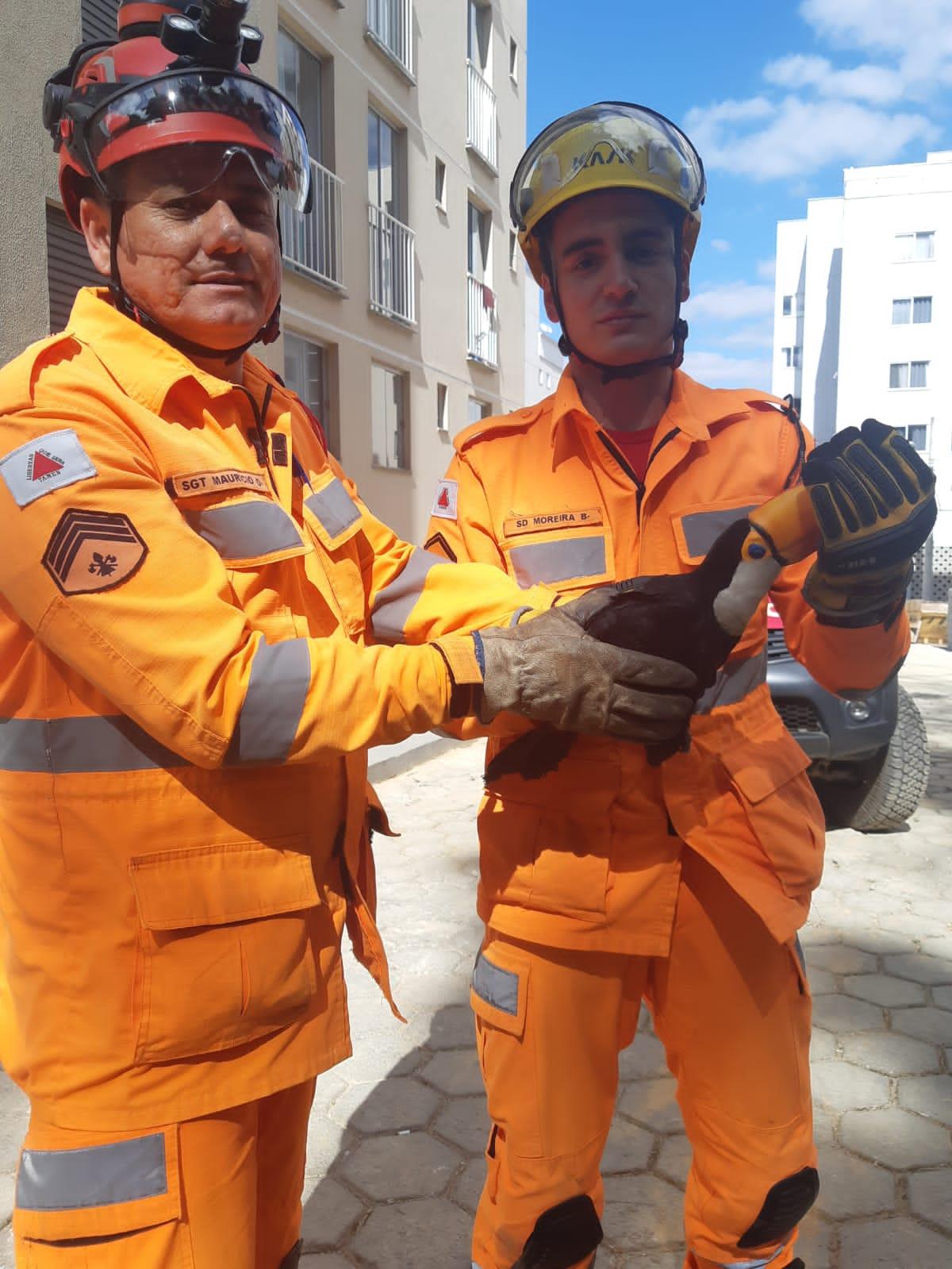 Bombeiros resgatam tucano preso em linha de pipa no Dom Bosco