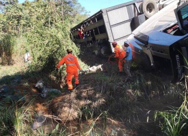 Carreta tomba com 80 bezerros