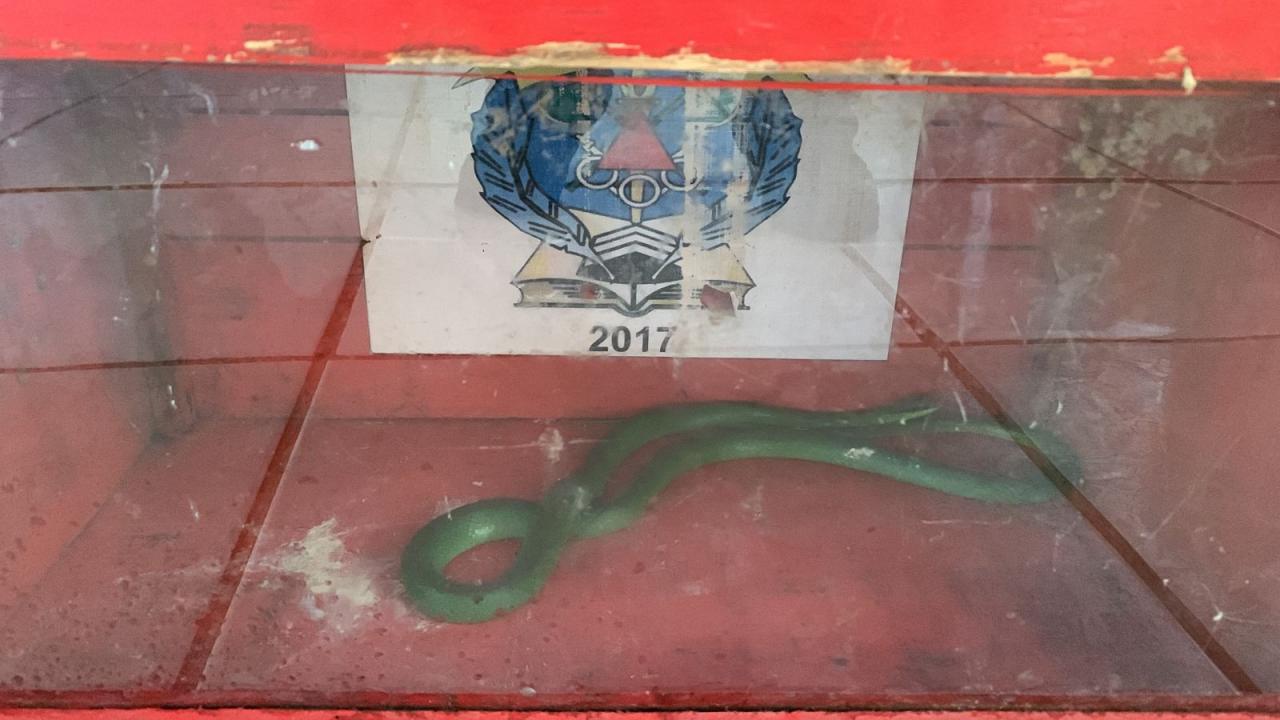 Cobra é capturada em Barbacena