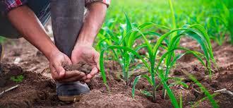 ConectarAGRO participa de lives da plataforma 