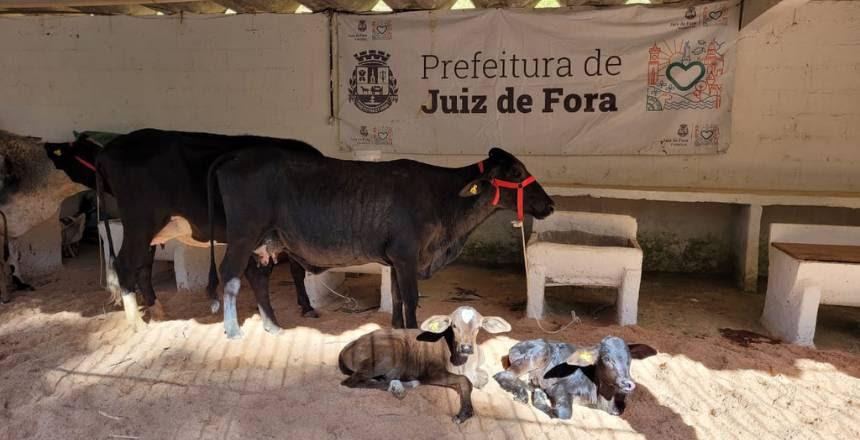 Confira a programação do 36º Torneio Leiteiro de Torreões