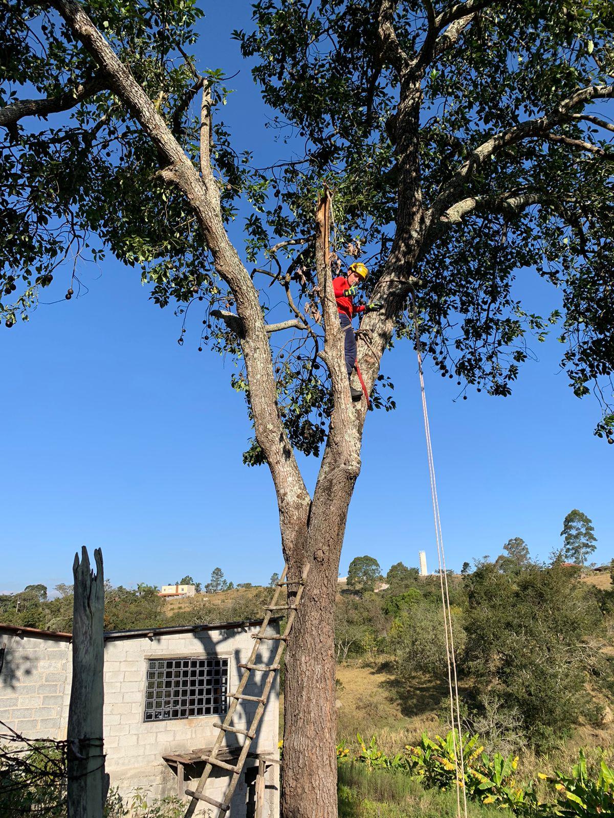 Corpo de Bombeiros de Barbacena realiza corte de árvore com risco iminente de queda