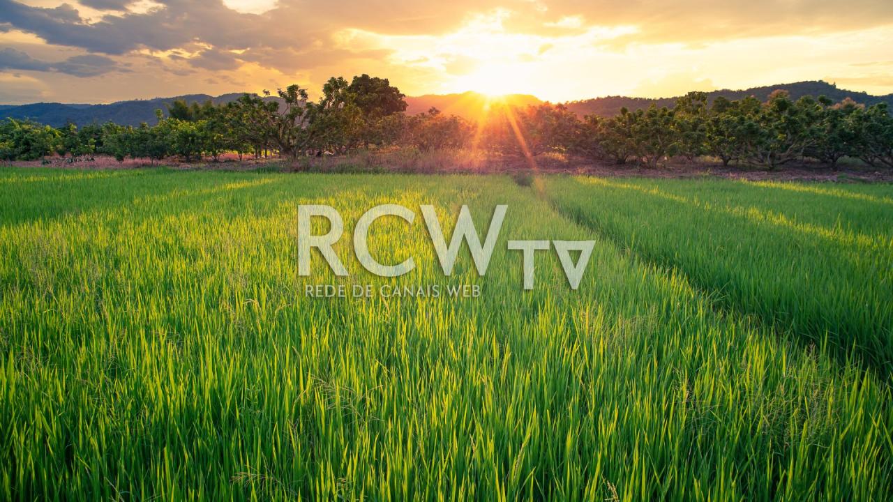 Dia do Agricultor: produtores relatam desafios e atenção às novas necessidades da agricultura