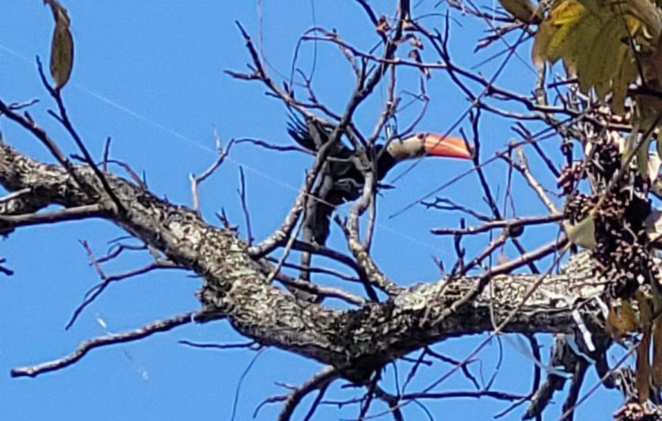 Tucano fica preso em linha de pipa e é resgatado por bombeiros em São João del-Rei