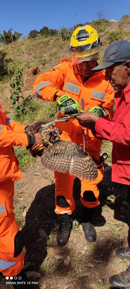 Bombeiros resgatam coruja em Ouro Branco