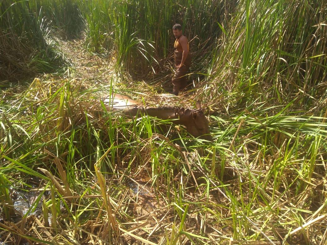 Bombeiros resgatam égua atolada em Conselheiro Lafaiete