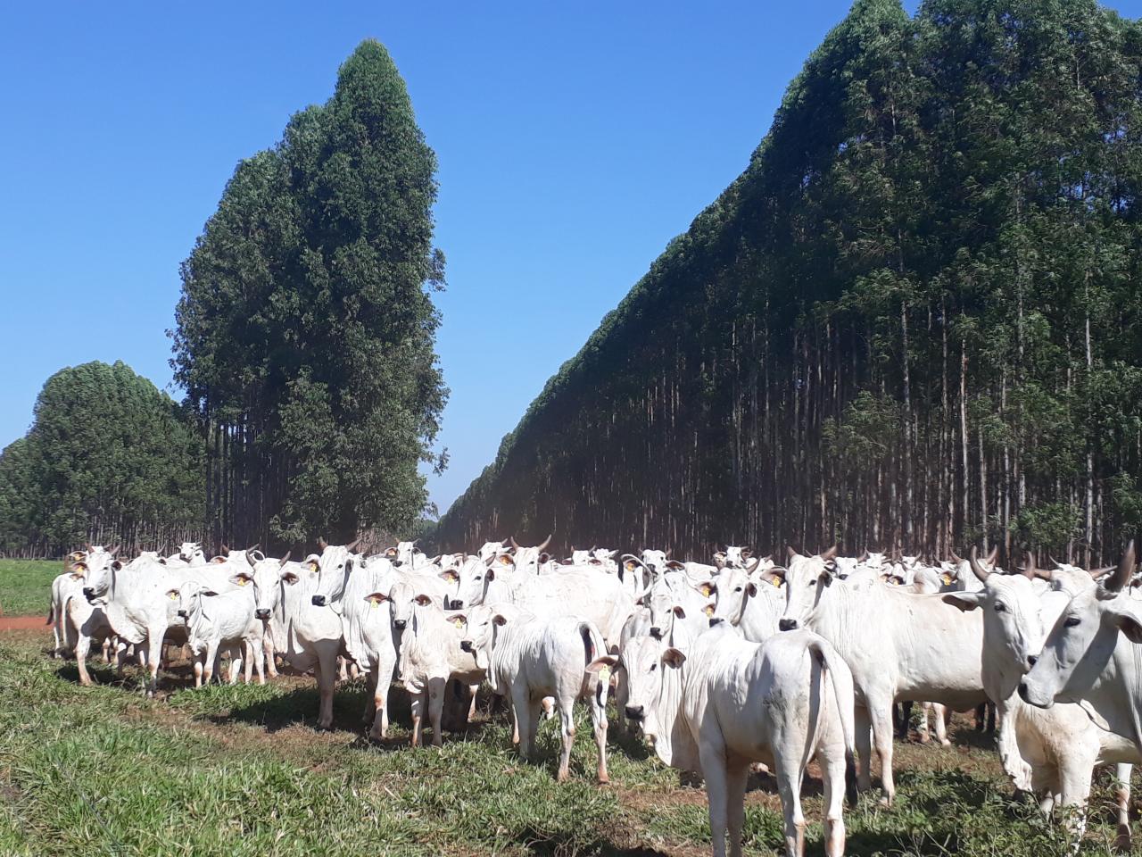 Evento reforça incentivo à produção sustentável