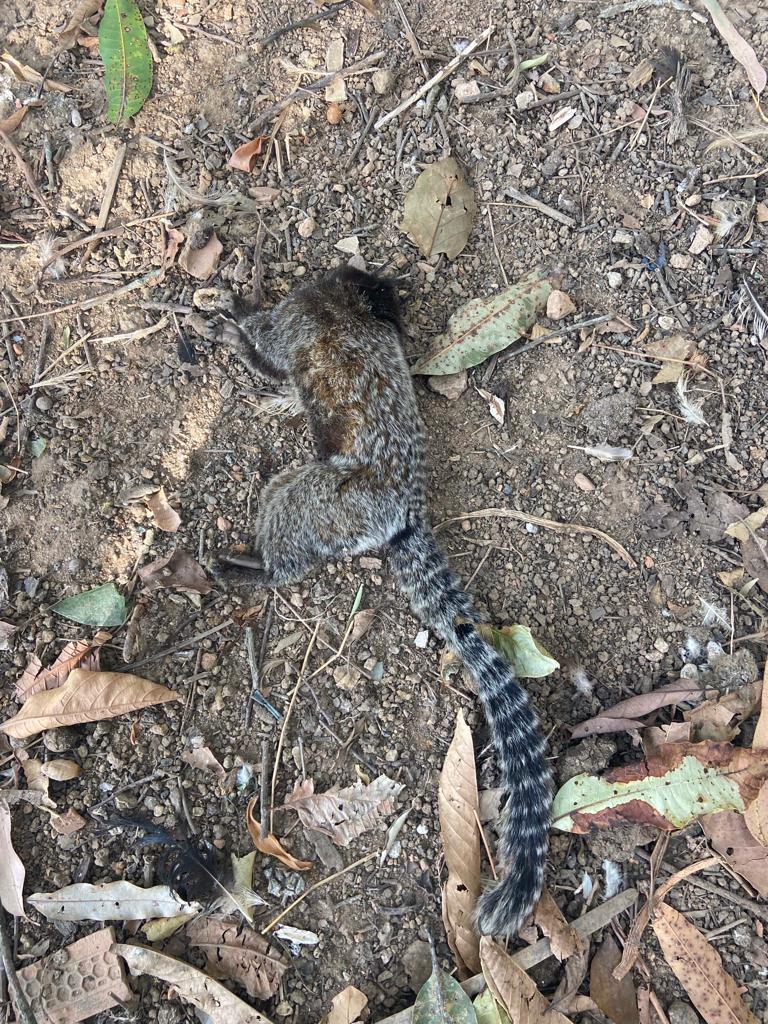 Homem é denunciado por envenenamento de saguis em Juiz de Fora