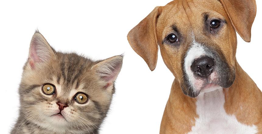 Prefeitura publica Portaria que orienta sobre resgate de cães e gatos abandonados no município