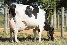 Tecnologia de dosadores proporciona benefícios ao produtor leiteiro